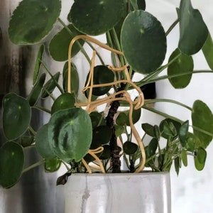 Plant Trellis | Body Positive | Indoor Plants | 3D Printed