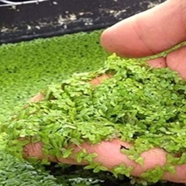 Half Price Joe's 1 Pound (1Lb) Duckweed Plants, Food for turtles and fish