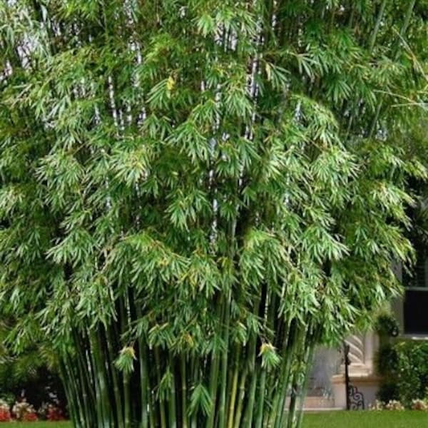 1x Seabreeze bamboo , Bambusa Malingensis, Live Rhizome of this Clumping Bamboo
