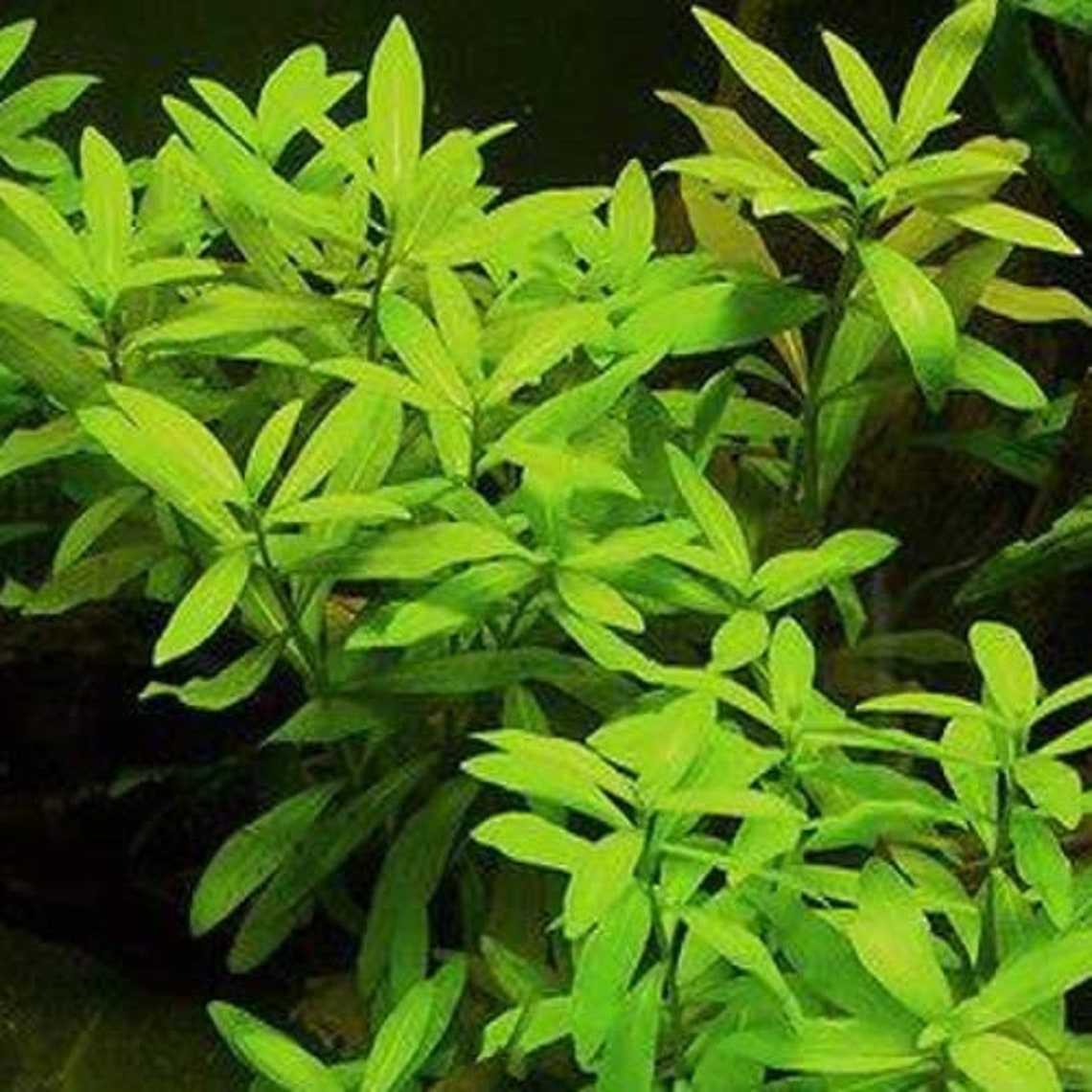 10 Branches Hygrophila Plant for Oxygenating Aquariums and Etsy
