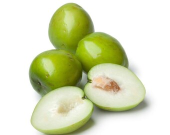 Jujube Tree Etsy Jujube Tree Etsy