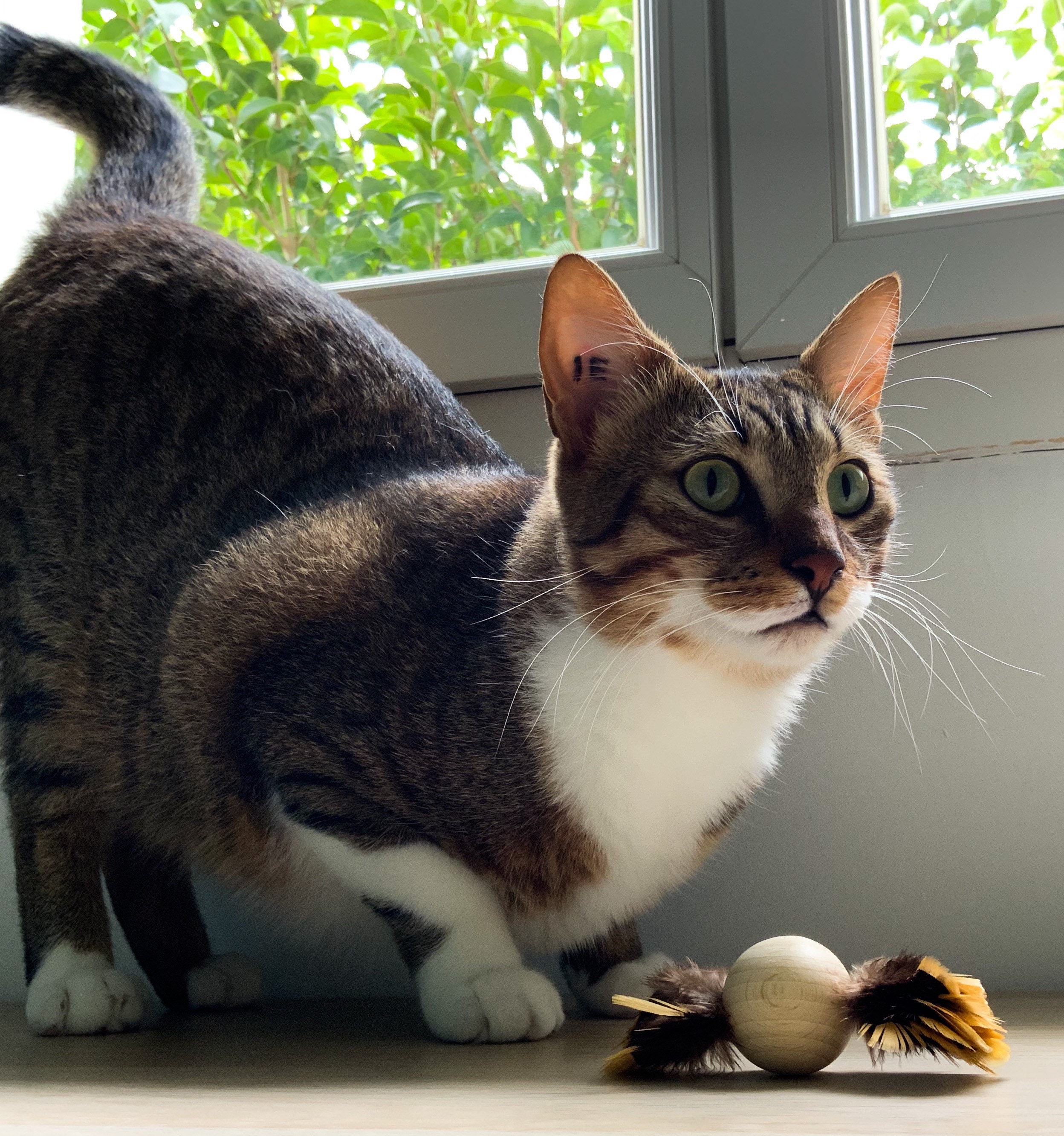 Un Jouet d'occupation Pour Ton Chat en Plumes et Bois Akemi