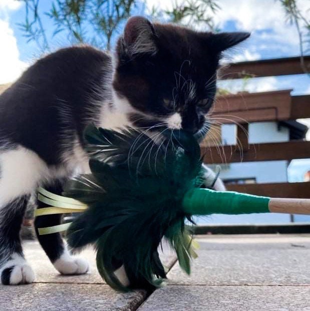 Une Canne à Chat Pour Ta Boule de Poils en Plumes et Bolduc Hoshi