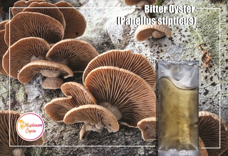 Bitter Oyster Panellus stipticus mushroom liquid culture Etsy