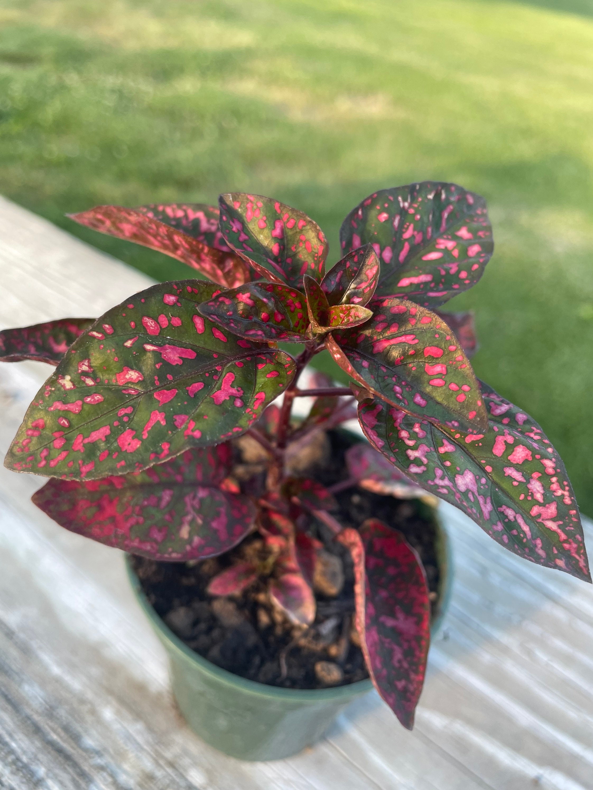 Red Polka Dot Plant Hypoestes 3.5 inch Pot Etsy