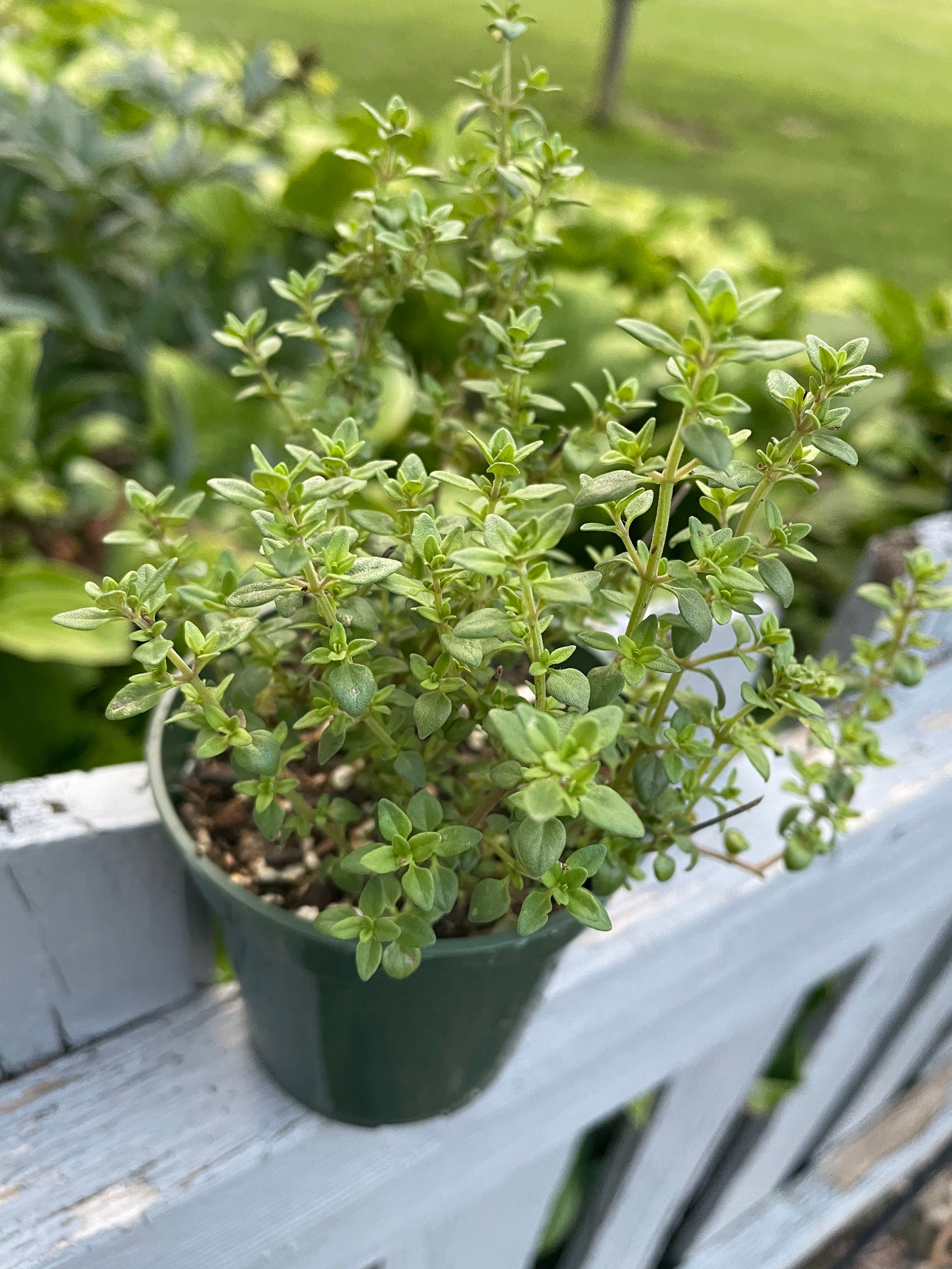 Lemon Thyme Herb Plant 3.5 inch pot Etsy
