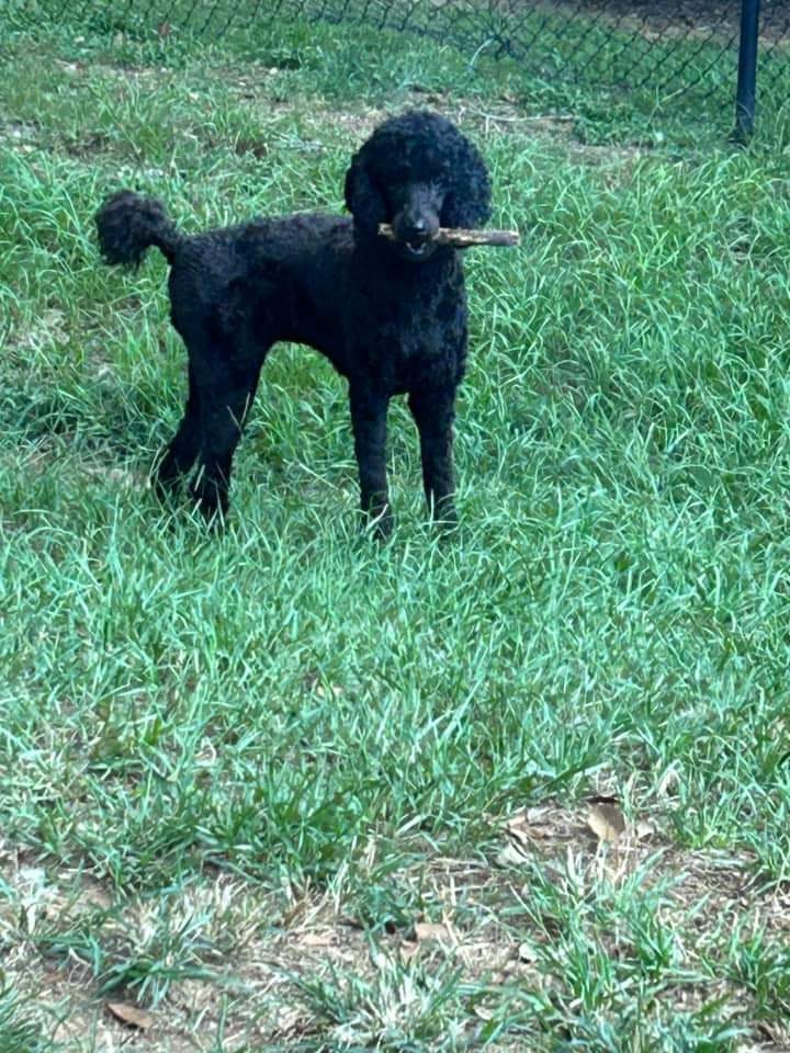 Bluey Style Pet Portraits! - Etsy