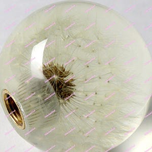 Op de afbeelding: Een helder, bolvormig hars object dat een paardenbloemzaadhoofd omsluit. Het zaadhoofd is bruin en wit, met delicate, veervormige zaden. Een goudkleurige metalen basis is zichtbaar aan de onderkant van de bol. Waarschijnlijk een decoratief item.