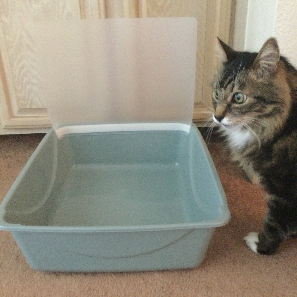 CLICK TO VIEW Pee Pee Shield Litter Box Shield for Cats Etsy