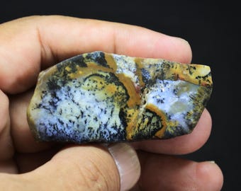 Specimen Slab  Polished Multicolor Opalized Petrified Wood
