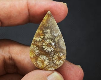 Agate Coral Gemstone