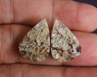 Multicolor Opalized Petrified Wood Pair Rare