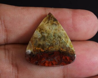 Multicolor Opalized petrified Wood