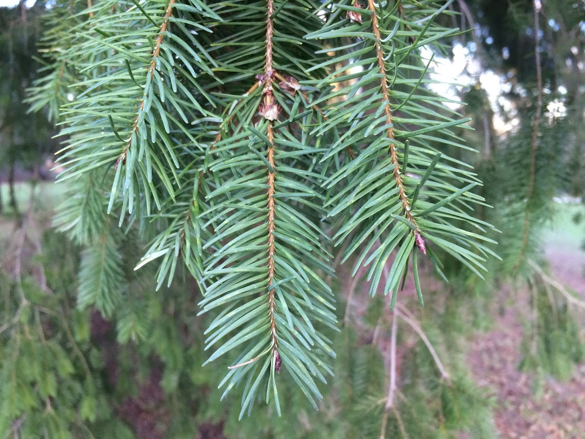 Fresh Douglas Fir Pine Needles Canadian Grown in Beautiful Etsy Polska