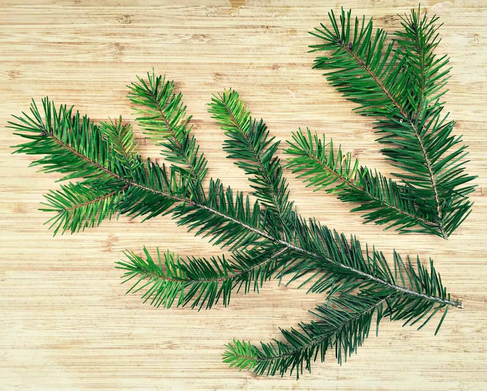 Fresh Douglas Fir Pine Needles Canadian Grown in Beautiful Etsy