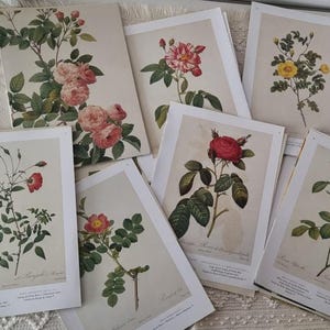 Set di pagine Redoute Rose, fronte-retro. Tavole riprodotte dalla collezione dell'artista. Pagine vintage di un libro degli anni '70.