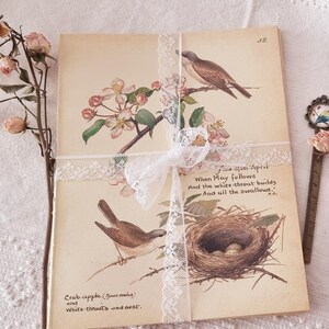 Set di pagine del diario di campagna di Edith Holden, confezione da 16 pagine fronte-retro (8 fogli)