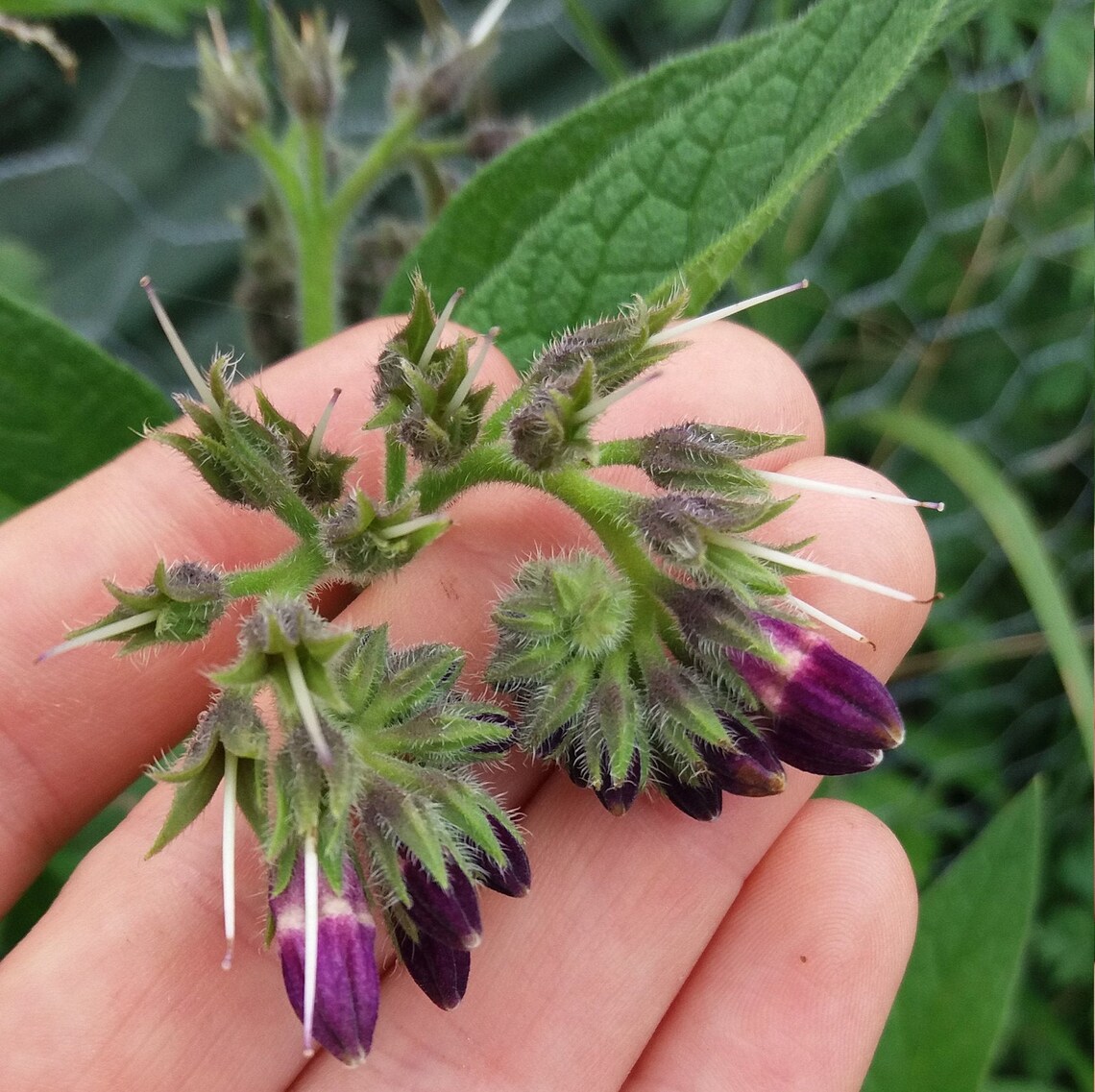 Organic Dried Comfrey Leaf / Sustainably Grown in UK / Herbal Tea ...