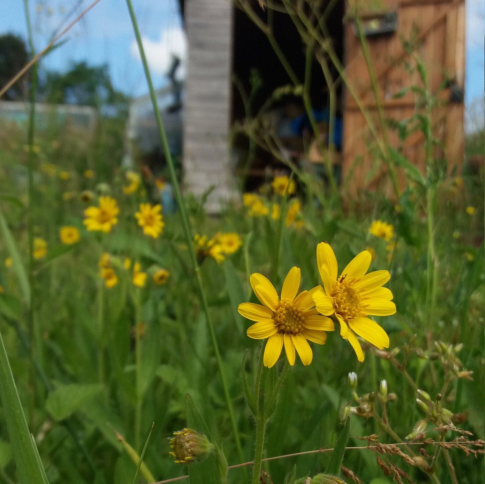 Organic Dried Arnica Flowers arnica Montana / Herbal Etsy UK