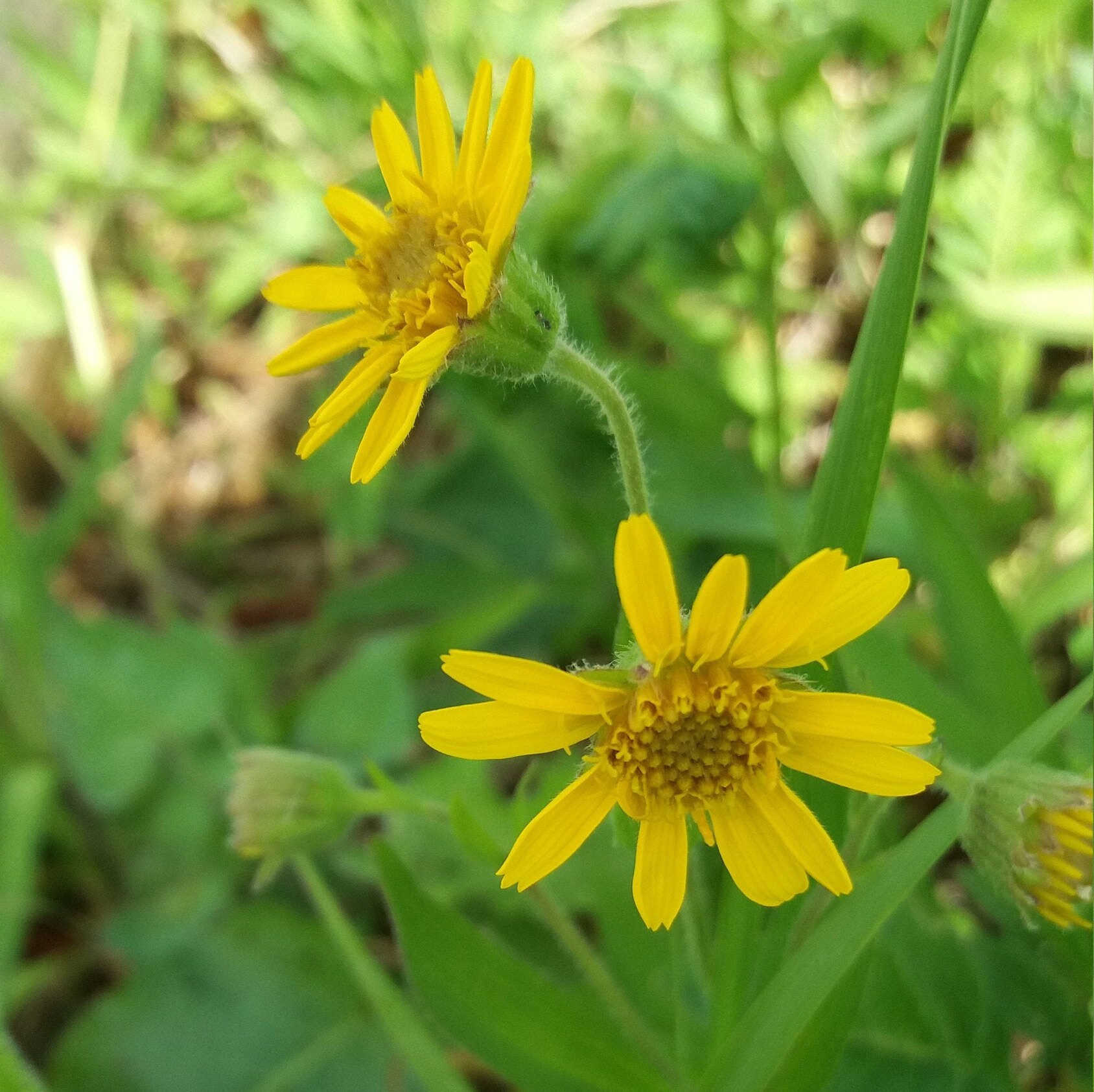 Organic Dried Arnica Flowers arnica Montana / Herbal Etsy UK