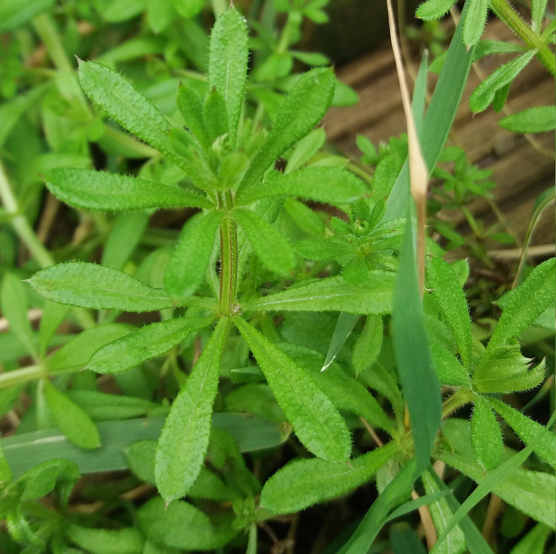 Organic Dried Cleavers galium Aparine / Sustainably Grown in UK