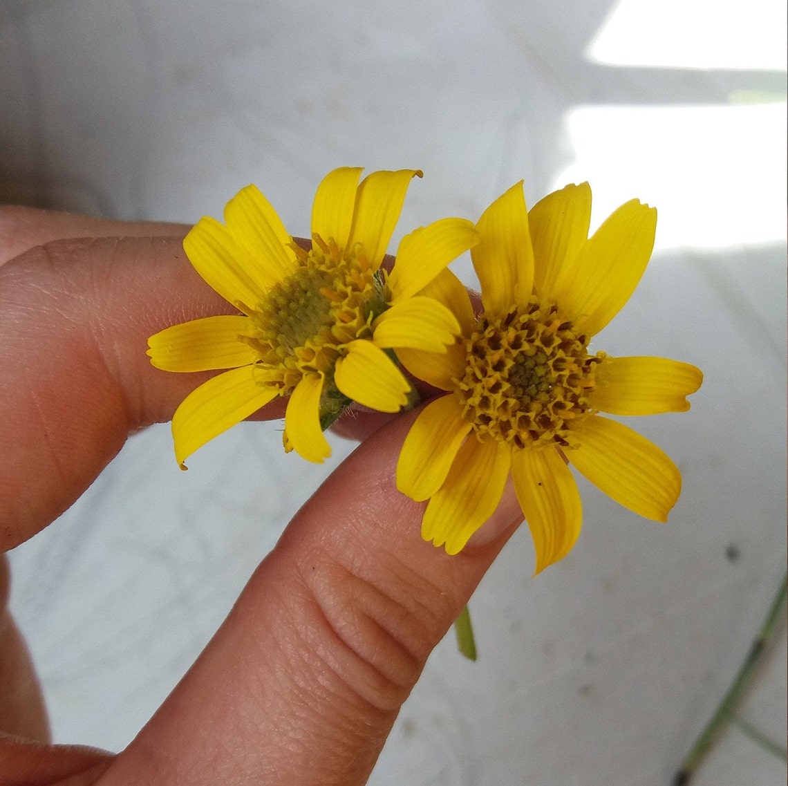 Organic Dried Arnica Flowers arnica Montana / Herbal Etsy UK