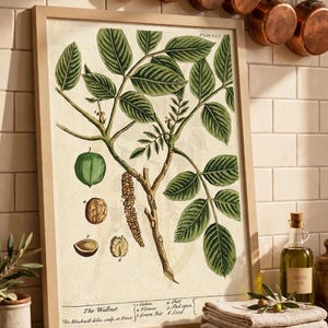 May include: A framed botanical print titled The Wallnut, Plate 147, featuring a detailed illustration of a walnut tree branch with green leaves, a catkin, and numbered diagrams of the fruit, shell, and seed, with text identifying each part.