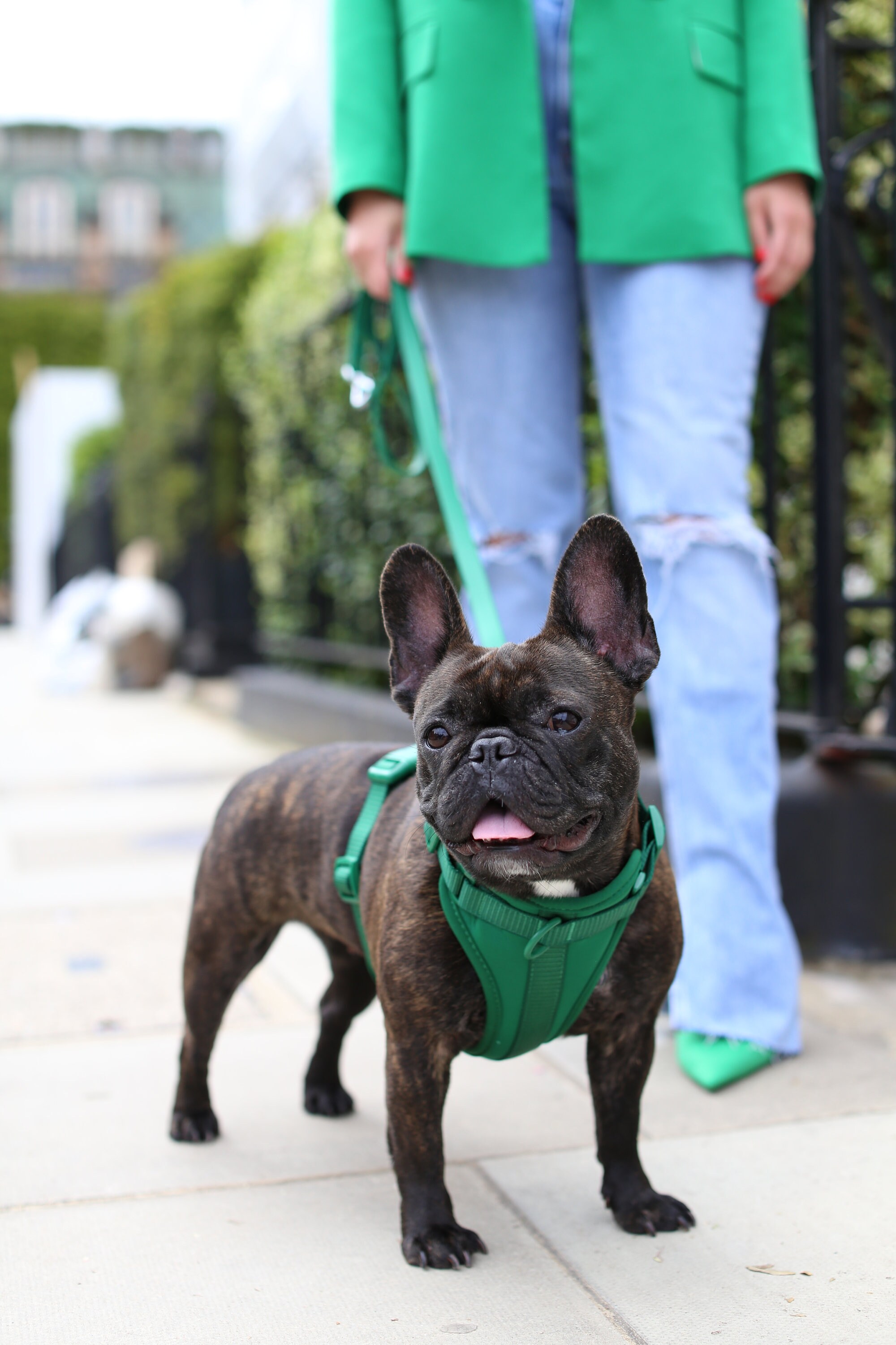 Frendi Adjustable Neck & Chest Dog Harness Green Dog Vest No Etsy