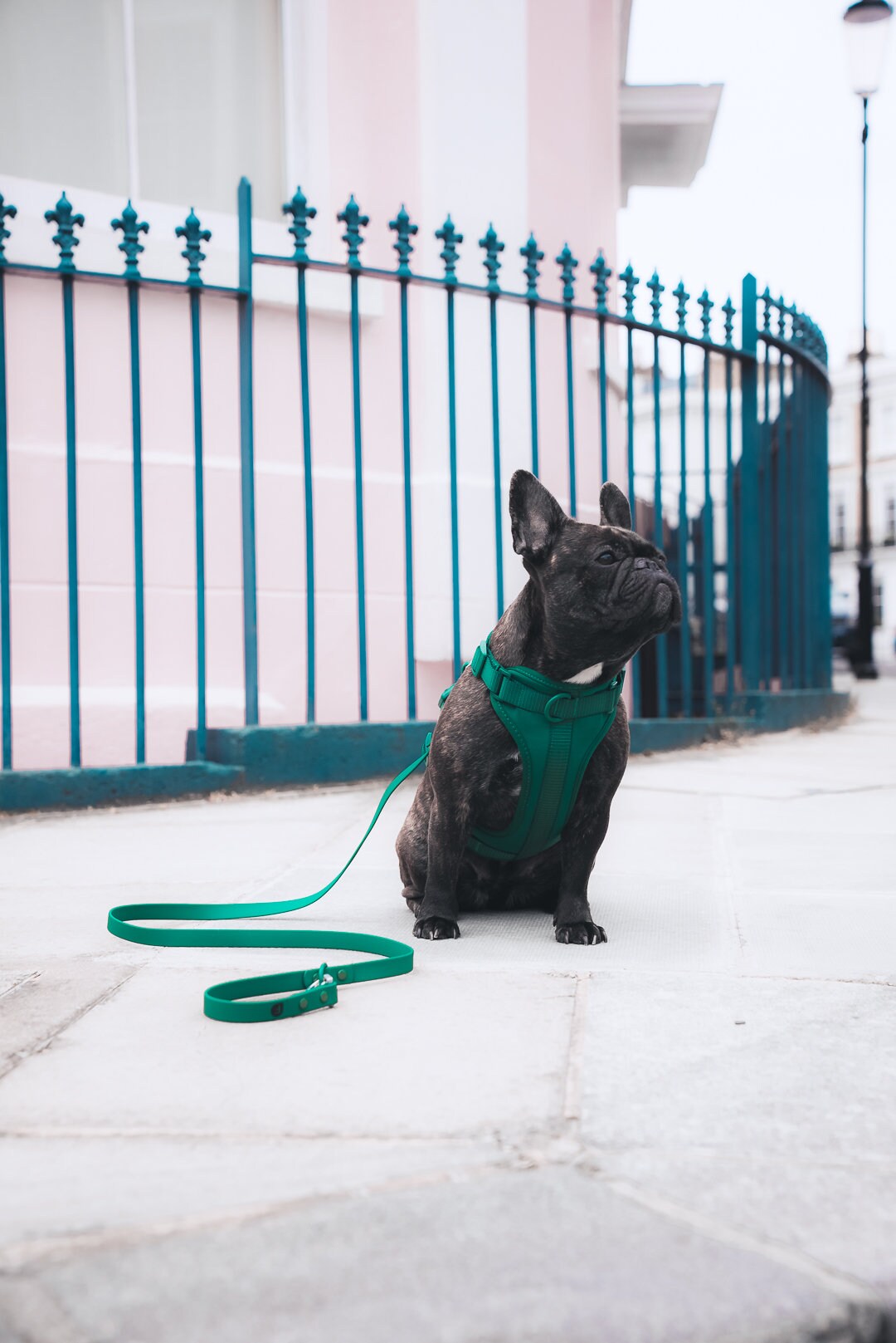 Frendi Adjustable Neck & Chest Dog Harness Green Dog Vest No Etsy