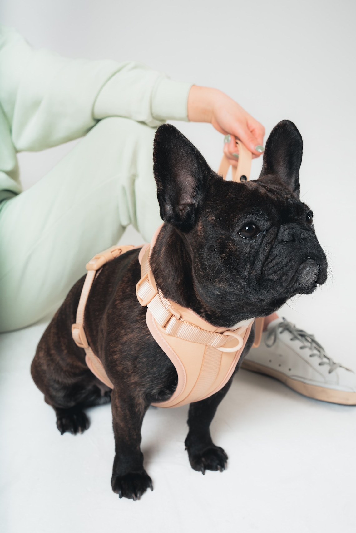Beige Frendi Adjustable Dog Harness & Lead Set Tan Puppy Etsy