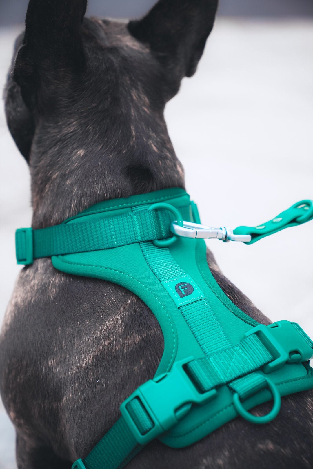 Frendi Adjustable Neck & Chest Dog Harness Green Dog Vest No Etsy