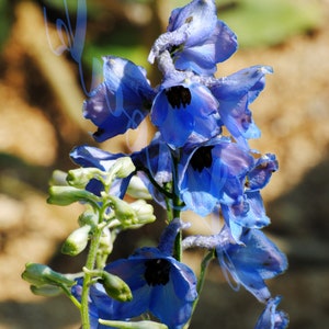 Photograph of a blue flower