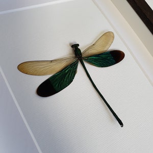 Stream Glory Damselfly (neurobasis chinensis) - Damselfly in Frame