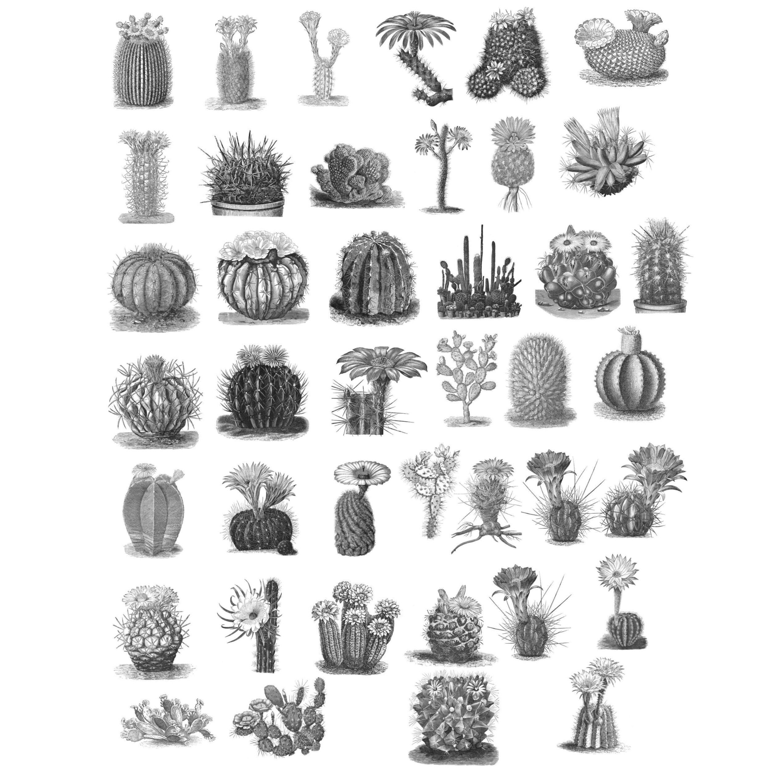 41 Vintage Cactus Brushes for Adobe ABR Cactus Brushes for