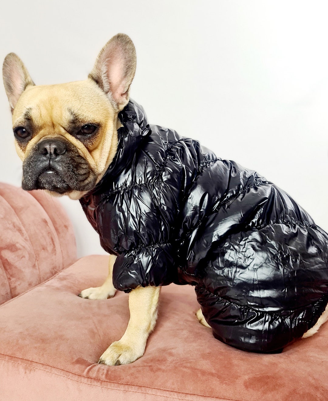 Gangsta' Street Couture Dog Puffer Jacket by HUSKIMO AUSTRALIA