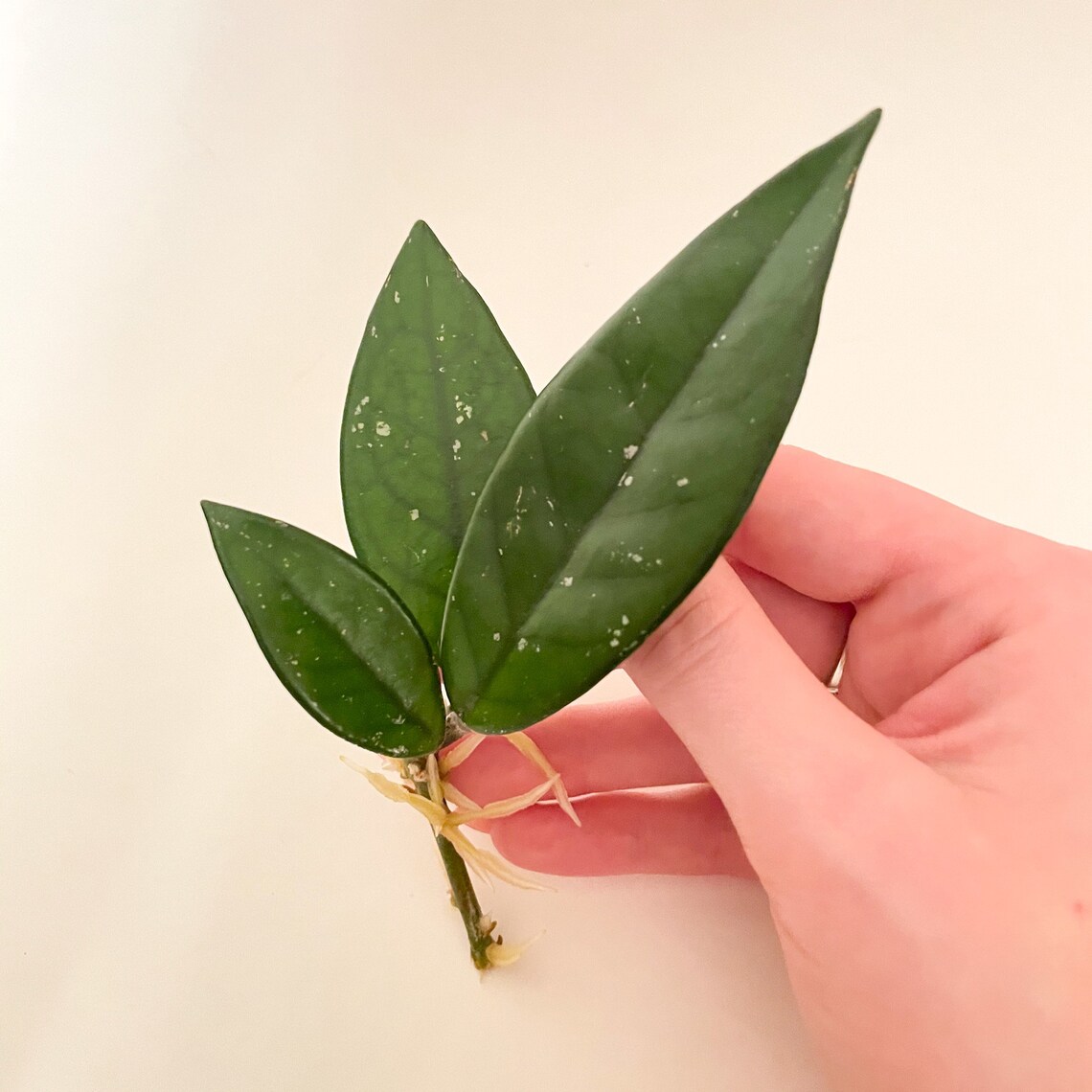 Rooted Hoya Carnosa Cuttings Wax Plant Cuttings Etsy