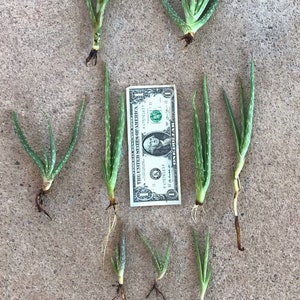 Aloe Vera plant starts with roots