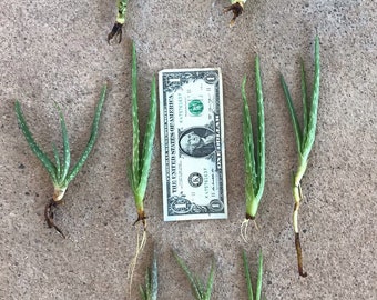 Aloe Vera plant starts with roots