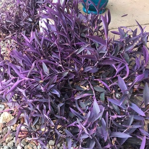 Purple Heart plant cuttings