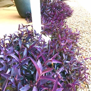 Purple Heart plant cutting