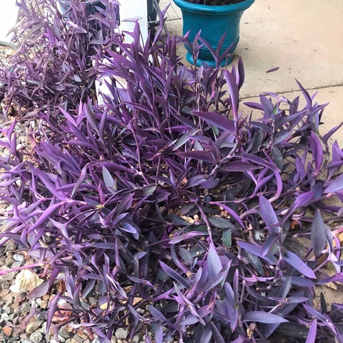 Purple Heart plant cuttings