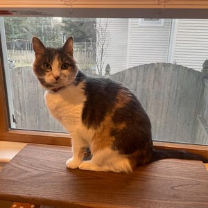 Cat Window Perch | Dog Window Perch | Window Sill Extender | Center Mount | Hardwood | Cat Seat | Cat Furniture | Removable | Made in USA