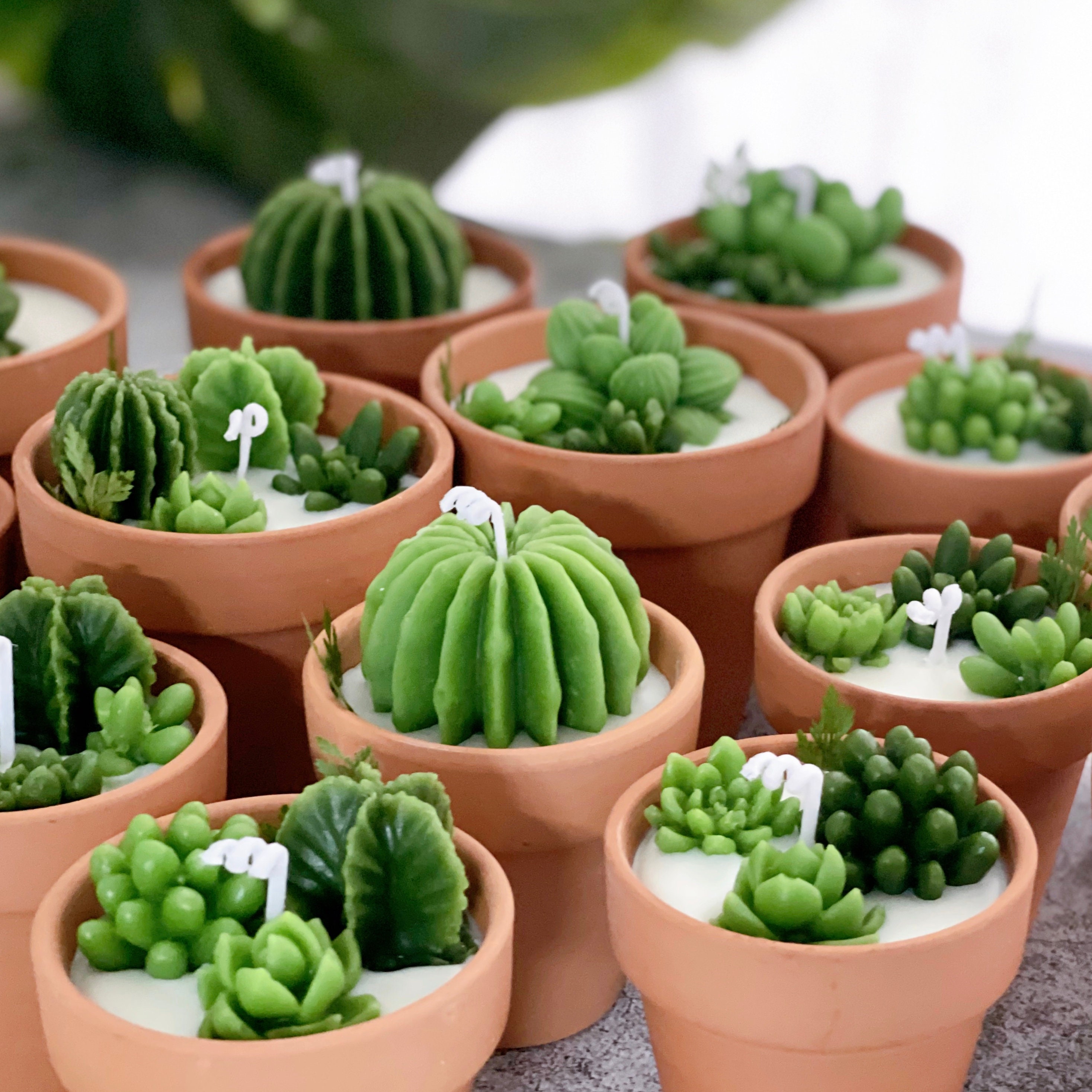 Succulent Candle Favors/cactus Candle/soy Wax Candles/plant Etsy