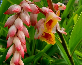 1 Shell Ginger starter plant/ Tumeric/Alpinia zerumbet