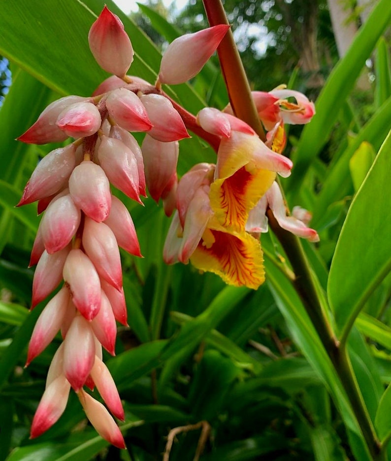 2 Shell Ginger Rhizomes/Tumeric/Alpinia zerumbet image 1