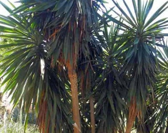 Plante de démarrage de yucca vivant/entièrement enracinée