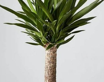 Levende Yucca startplant/volledig geworteld