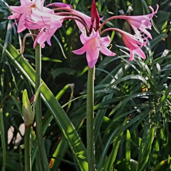 Powell's Swamp Lily