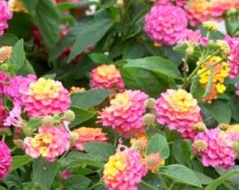 3 Lantana Clippings for propagation