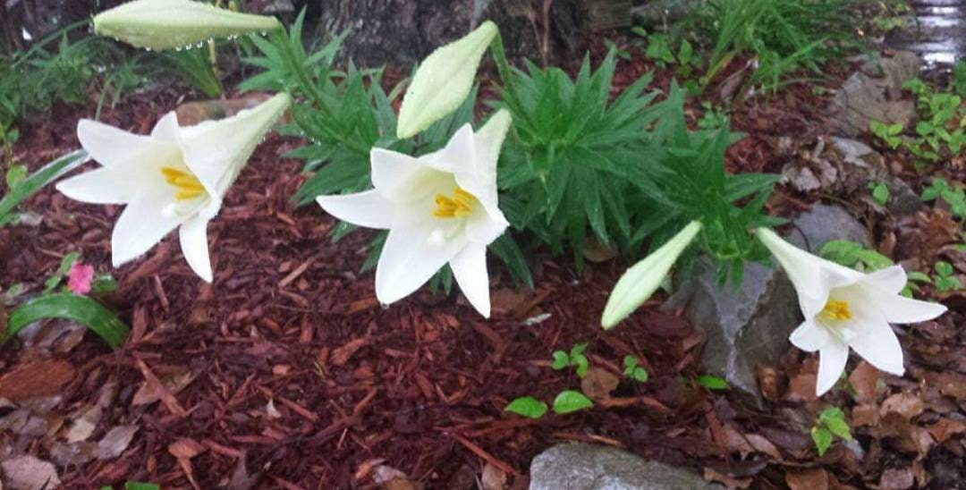 1 Easter Lily Bulb Etsy
